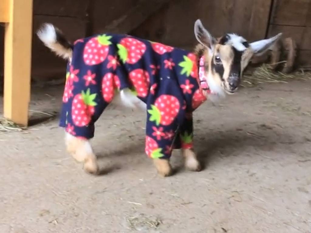Bebe chevre en pyjama