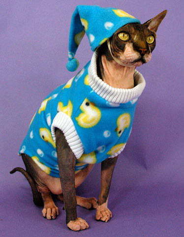 Chat pyjama humour