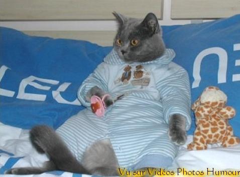 Chat en pyjama