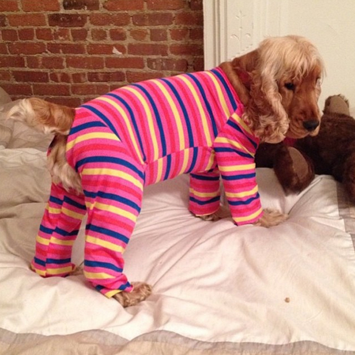 Chien en pyjama